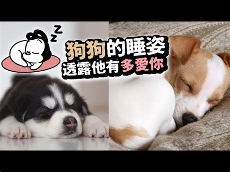 狗狗睡在門口|【狗睡房門口】為什麼狗狗愛睡在房門口？5個藏不住的愛意信。